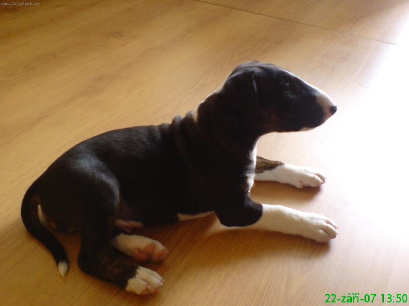 Foto: Iggy